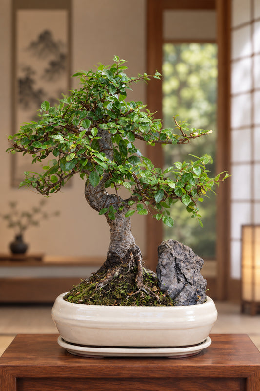 Chinese Elm Bonsai with rock (in oval pot)