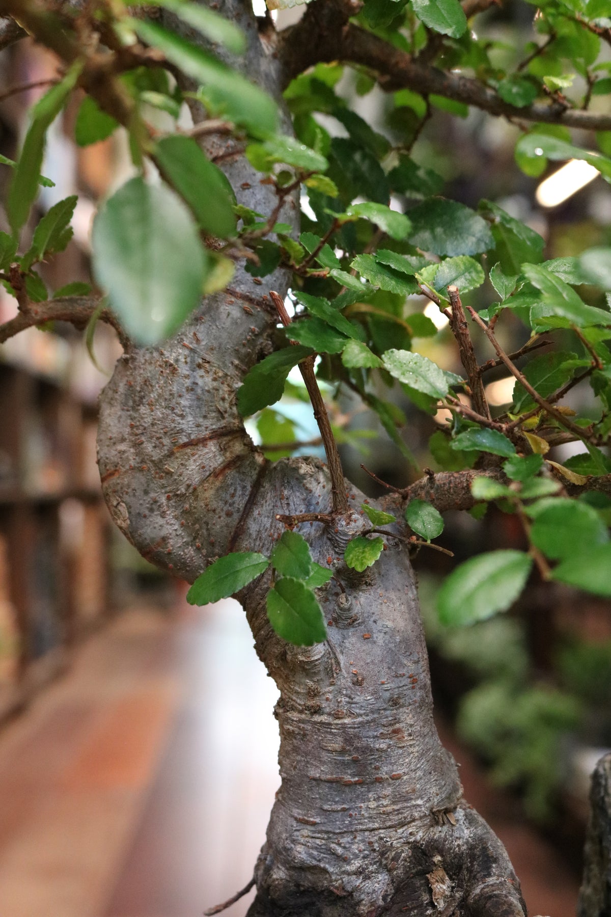 Chinese Elm Bonsai with rock (in oval pot)