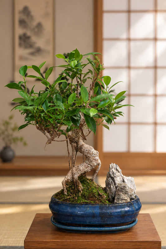 Ficus Bonsai with rock (in oval pot)