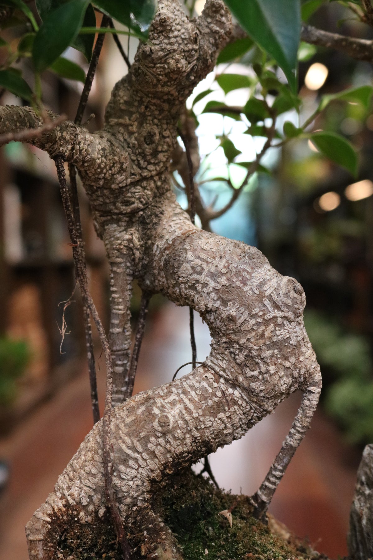Ficus Bonsai with rock (in oval pot)
