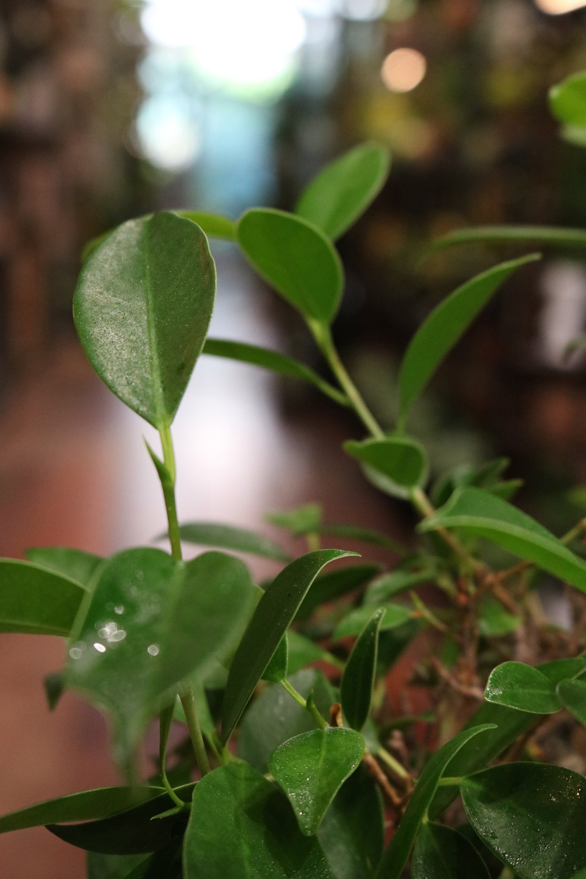 Ficus Bonsai with rock (in oval pot)