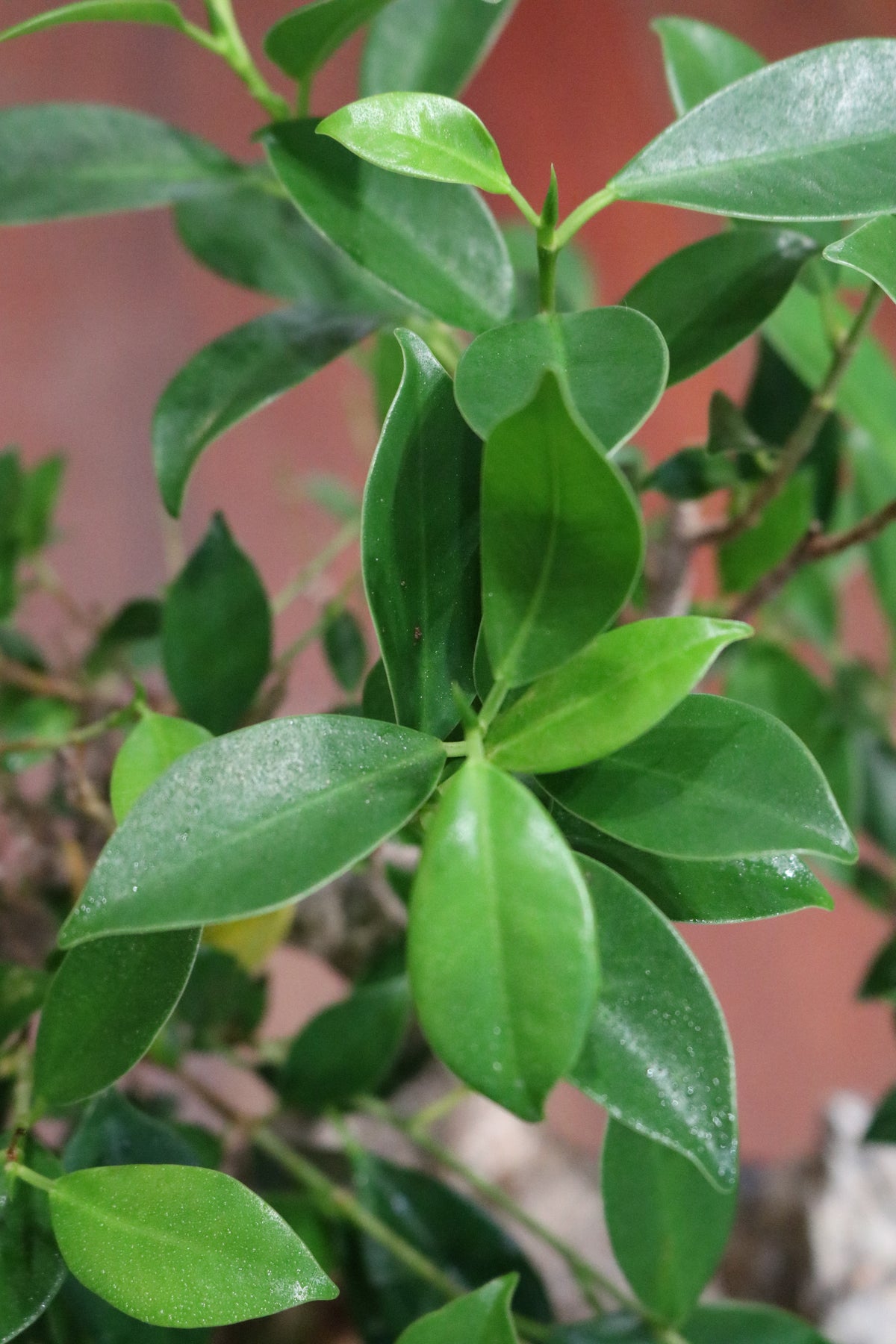 Ficus Bonsai with rock (in oval pot)