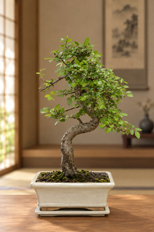Chinese Elm Bonsai