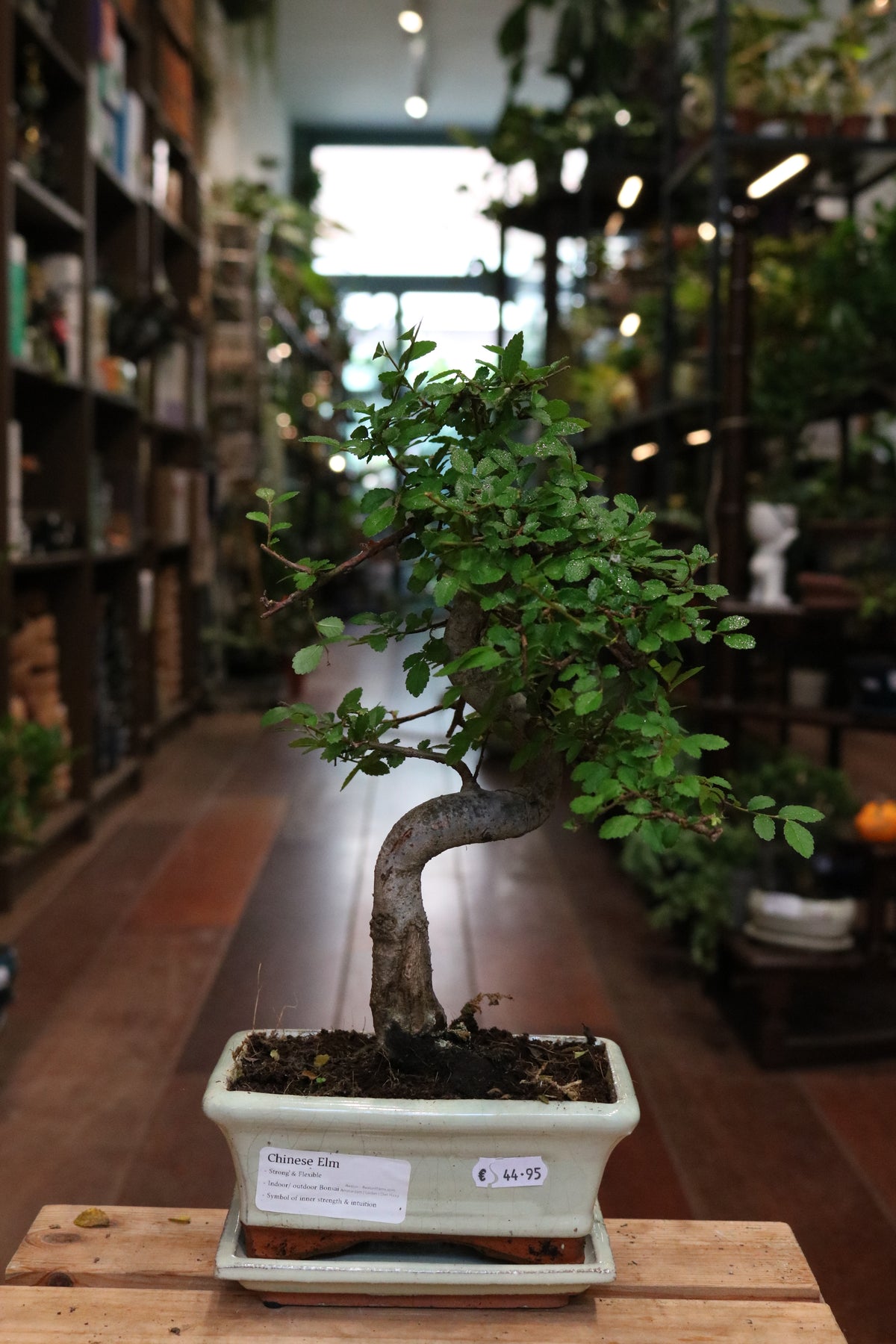 Chinese Elm Bonsai