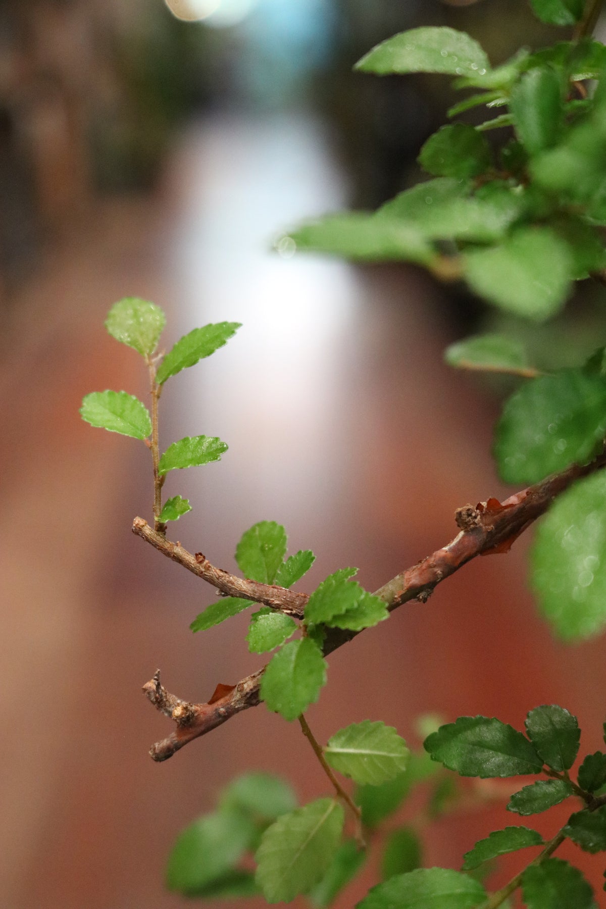 Chinese Elm Bonsai