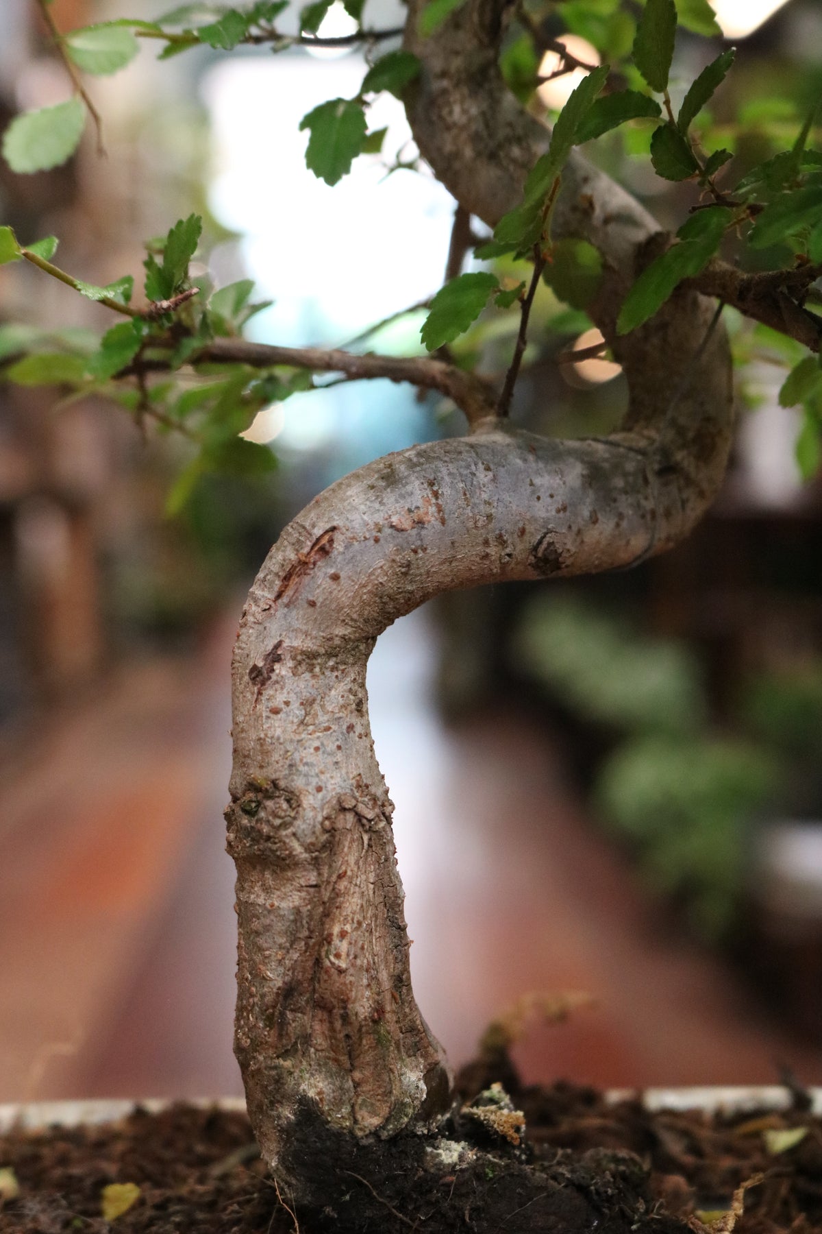 Chinese Elm Bonsai