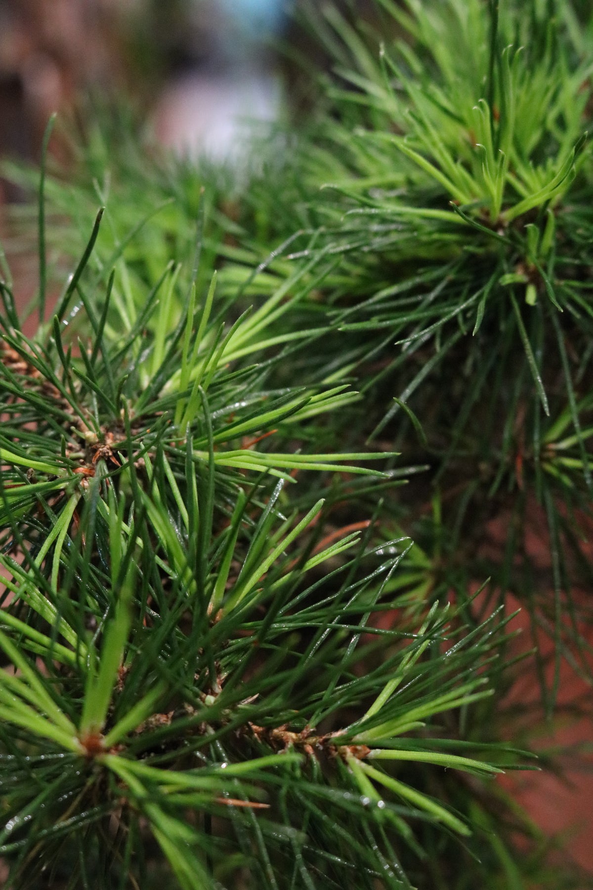Japanese Black Pine Bonsai (Pinus thunbergii)