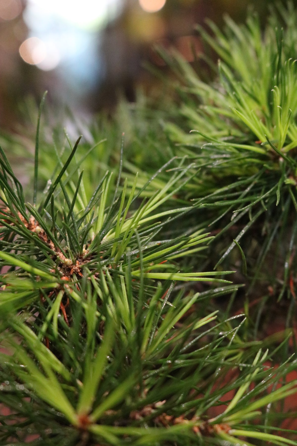 Japanese Black Pine Bonsai (Pinus thunbergii)