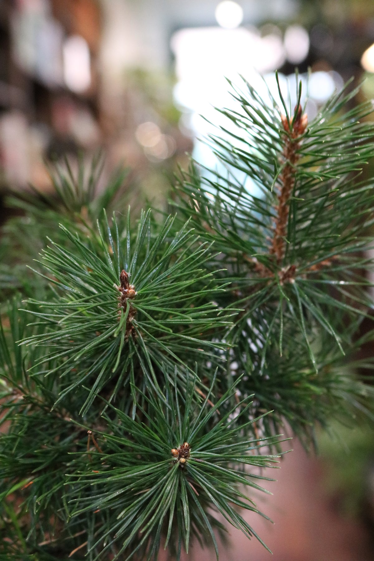 Japanese Black Pine Bonsai (Pinus thunbergii)