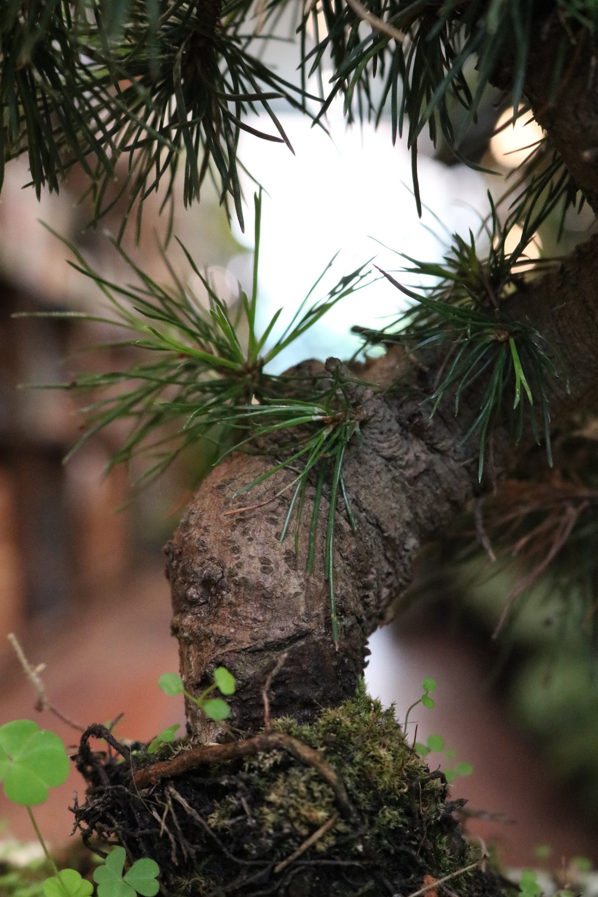 Japanese Black Pine Bonsai (Pinus thunbergii)
