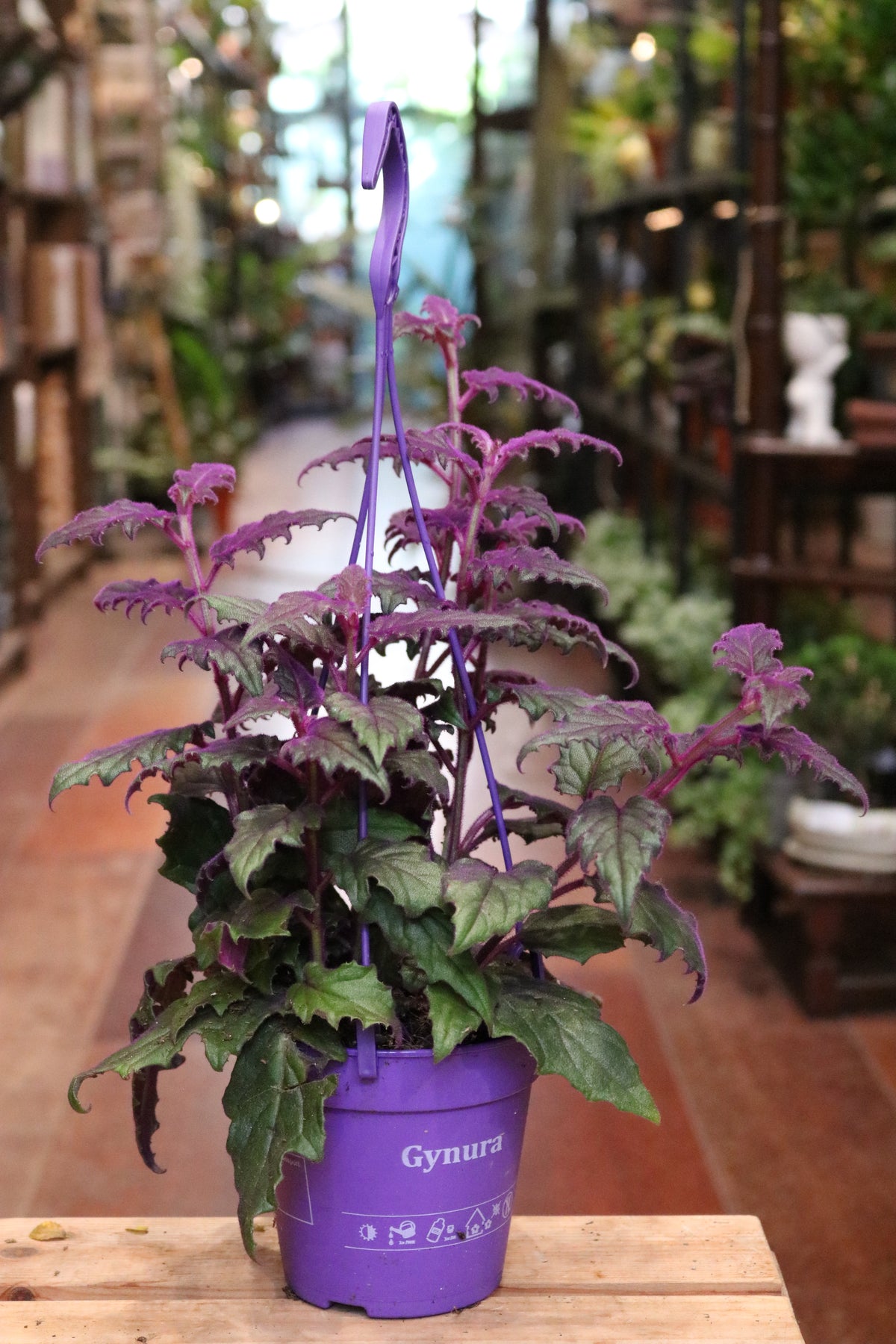 Gynura 'Purple Passion'