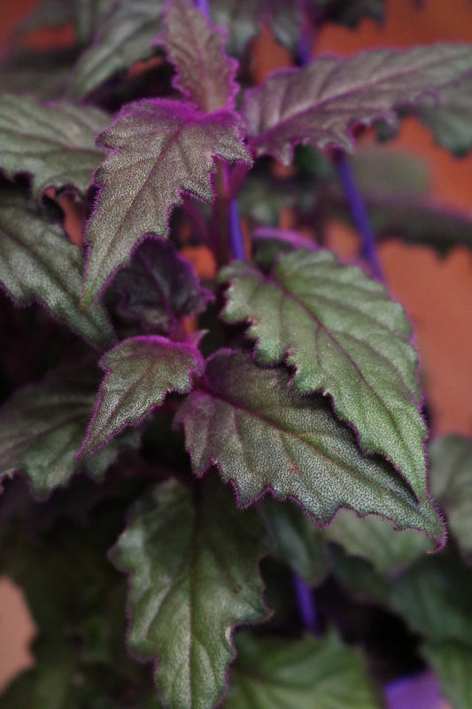 Gynura 'Purple Passion'
