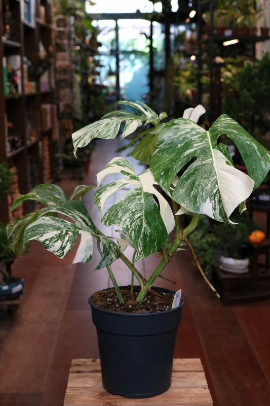 Monstera deliciosa 'Variegata'