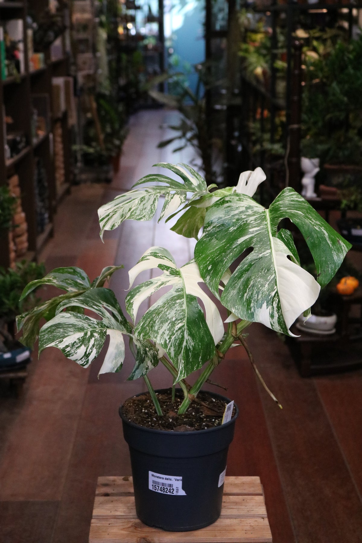 Monstera deliciosa 'Variegata'