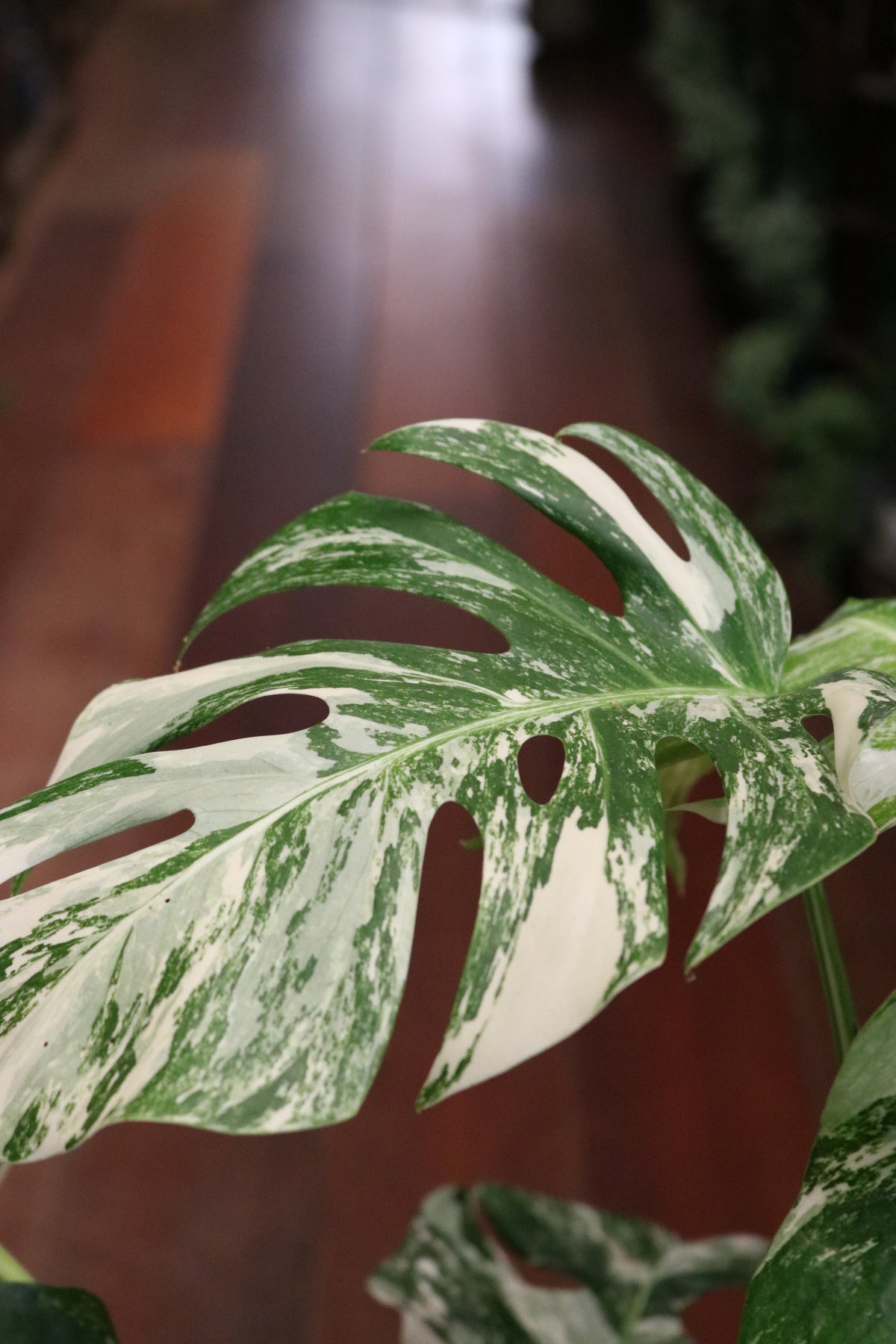 Monstera deliciosa 'Variegata'