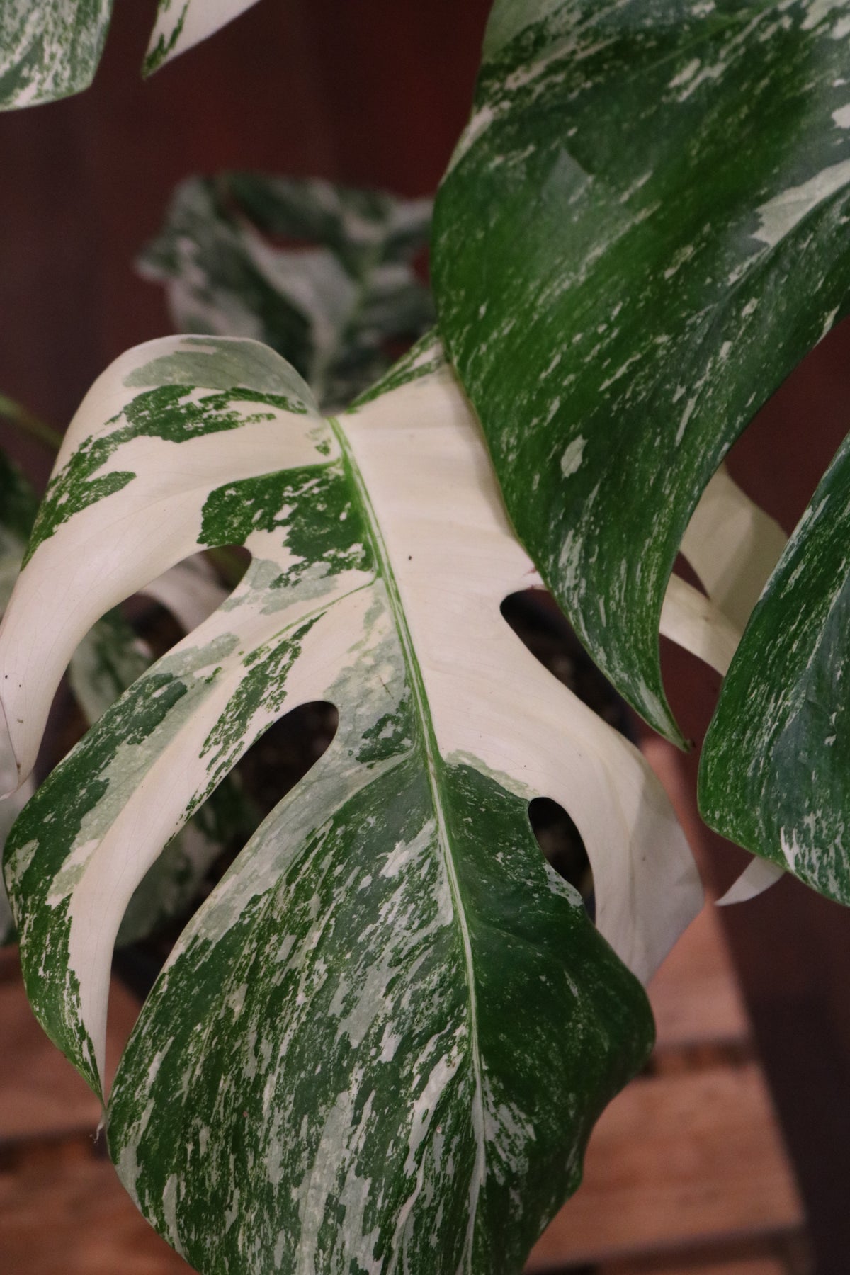 Monstera deliciosa 'Variegata'