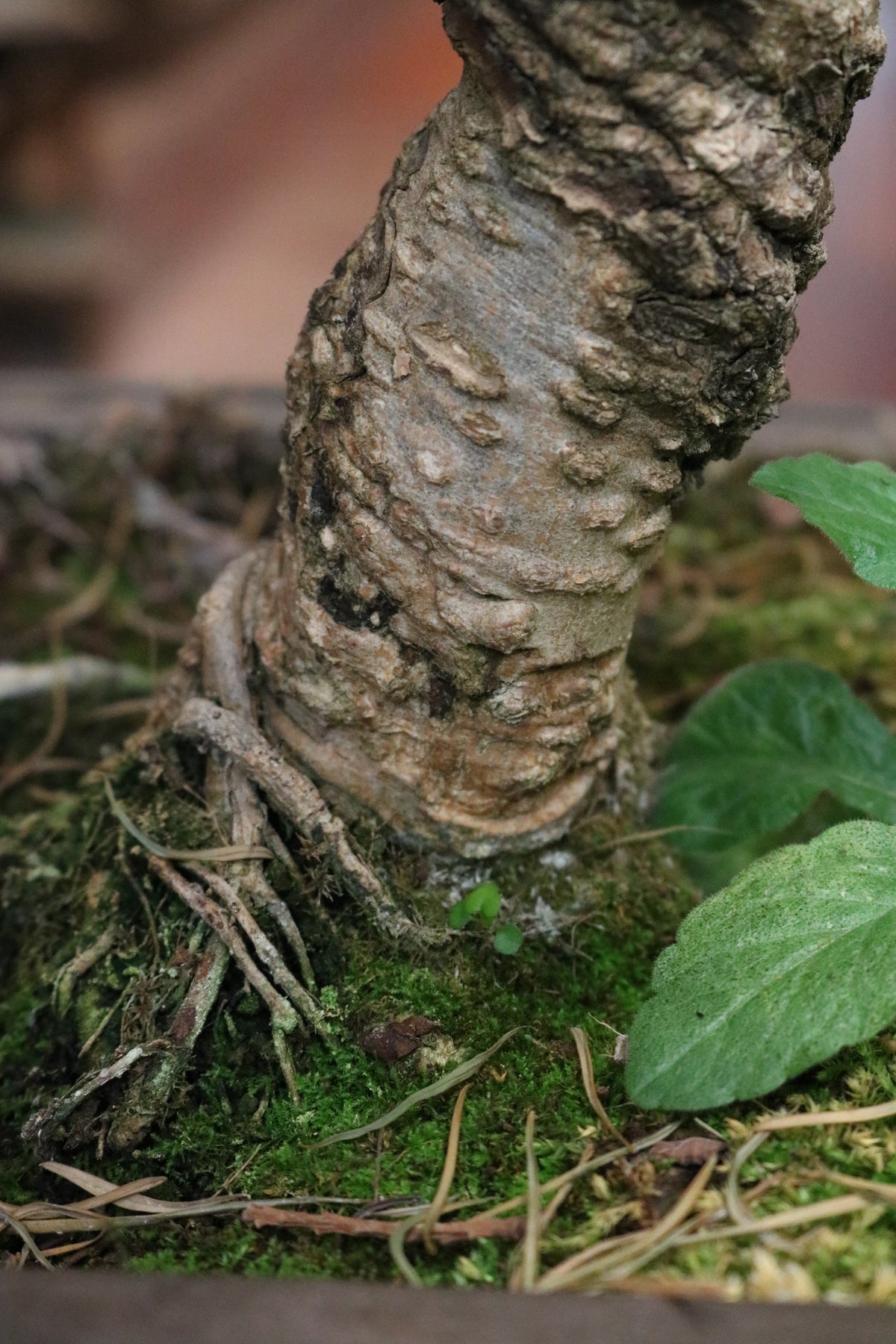 Redwood Bonsai (large)