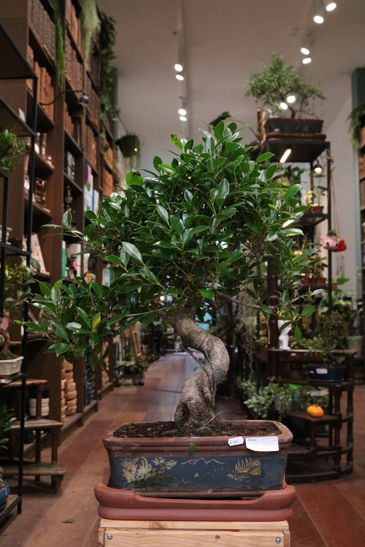 Ficus Bonsai (large)