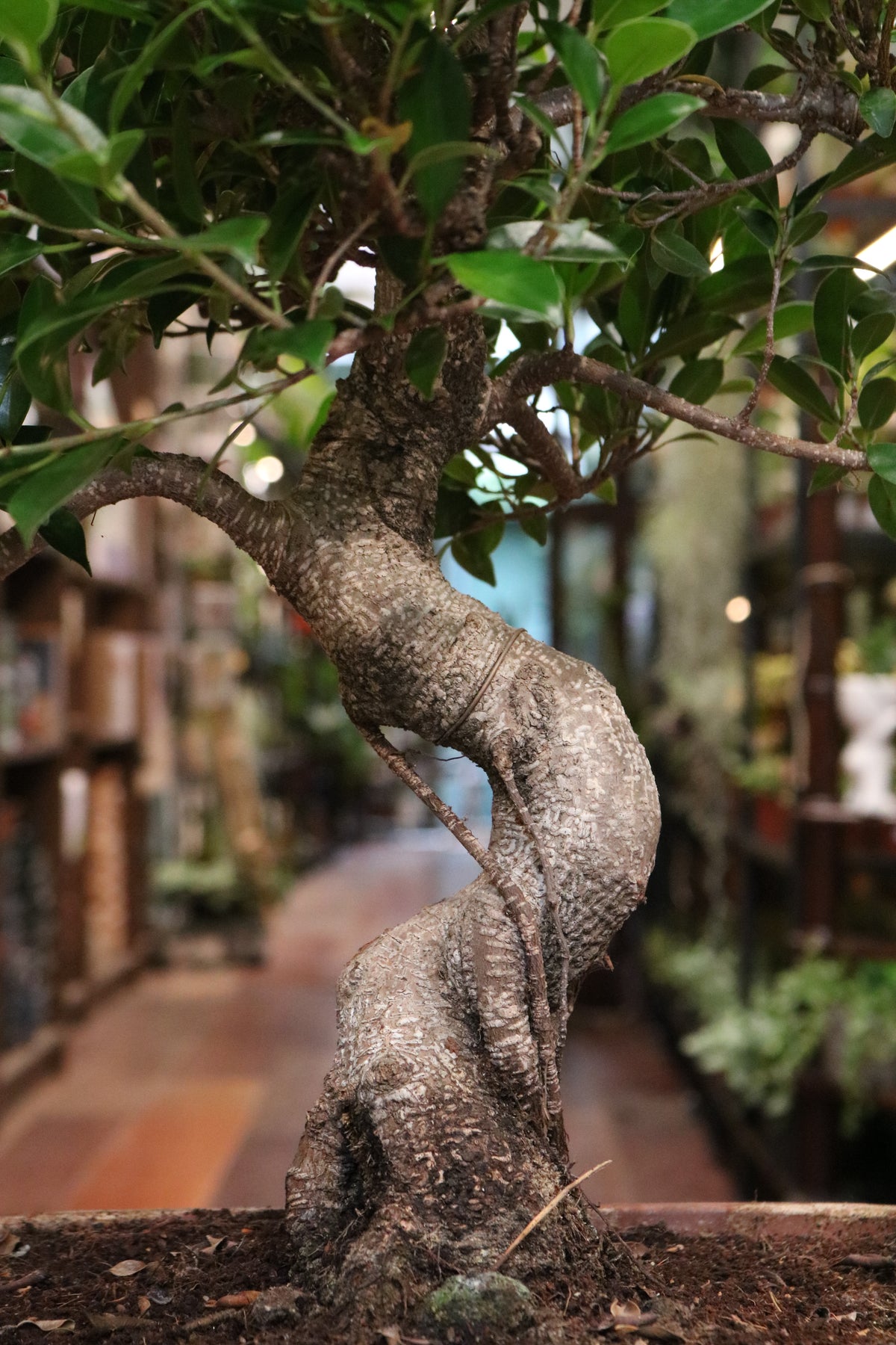 Ficus Bonsai (large)