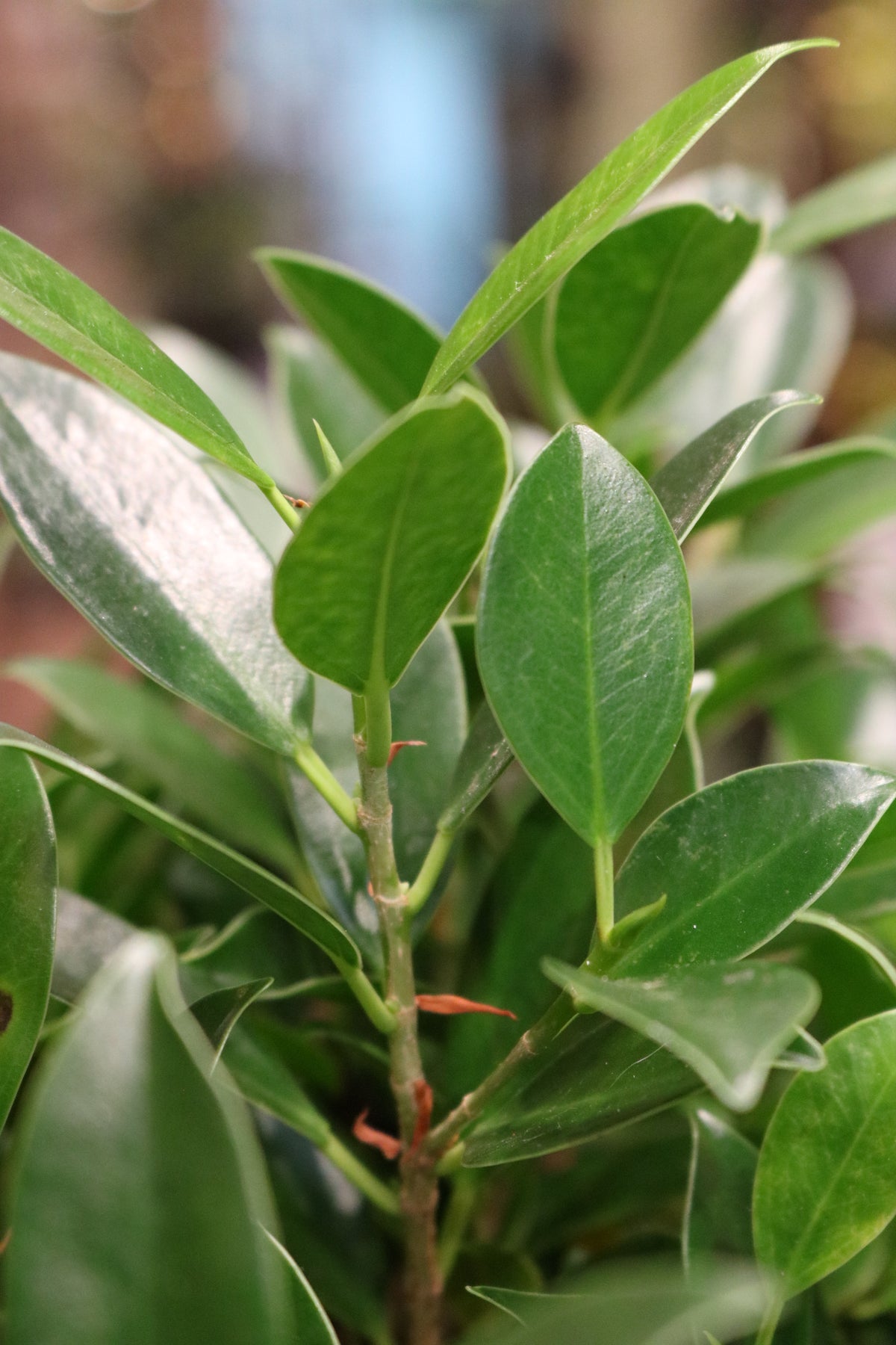 Ficus Bonsai (large)