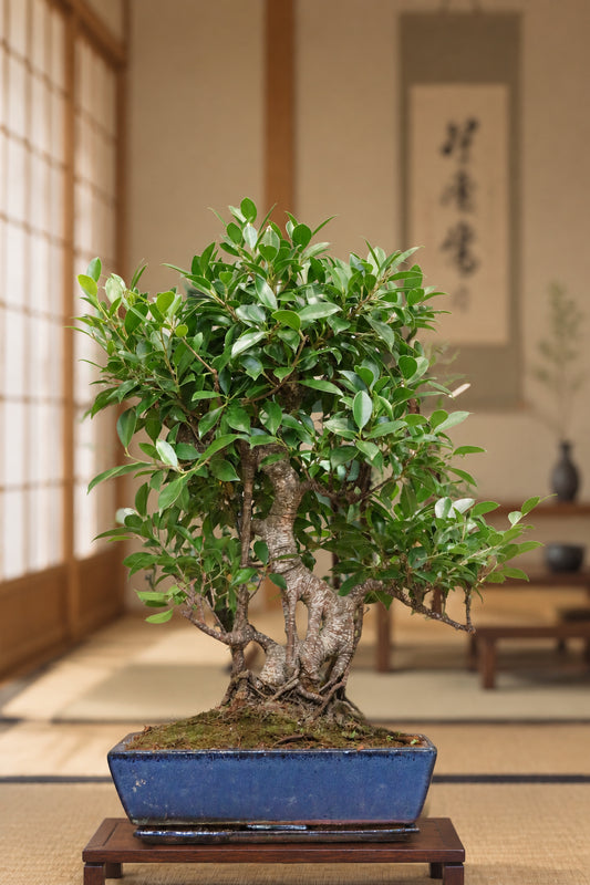 Ficus Bonsai in blue pot (large)