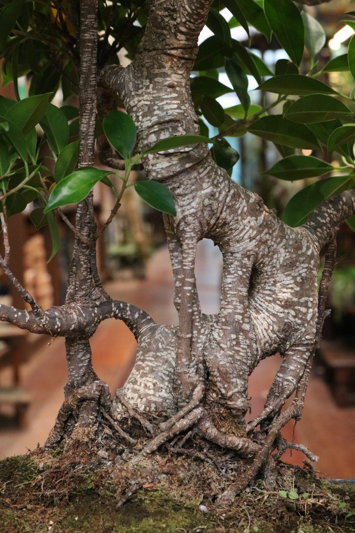 Ficus Bonsai in blue pot (large)