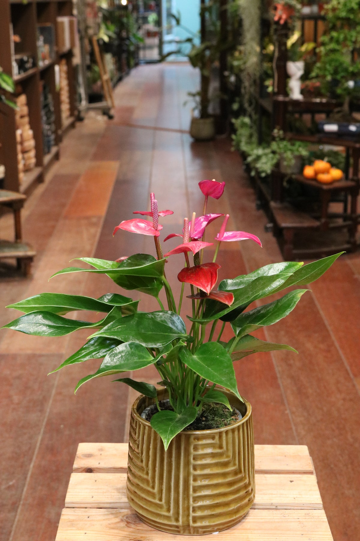 Anthurium 'Treasury'