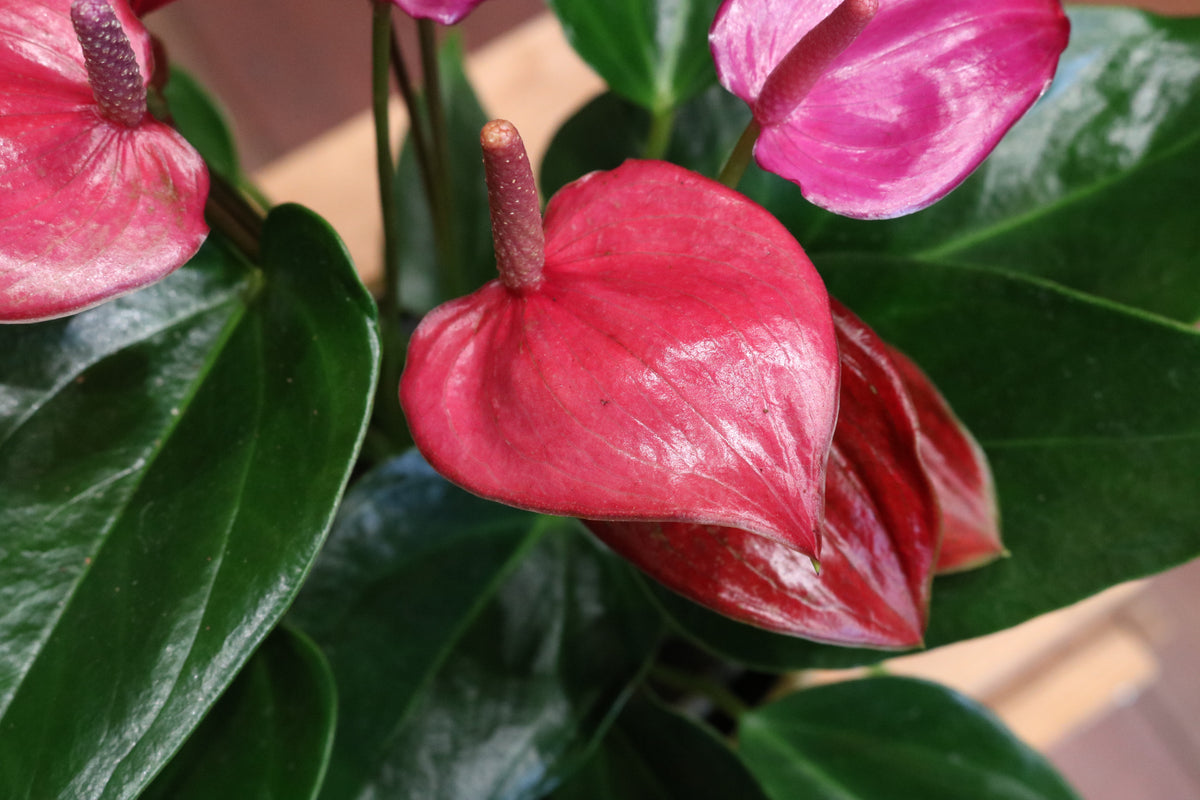 Anthurium 'Treasury'