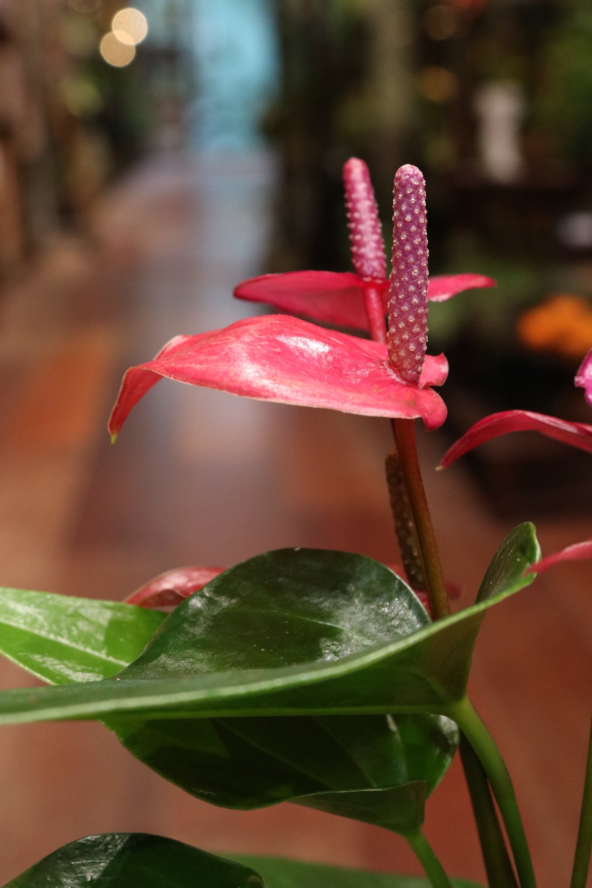 Anthurium 'Treasury'