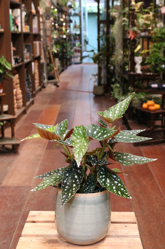 Begonia 'Spotlight Green'