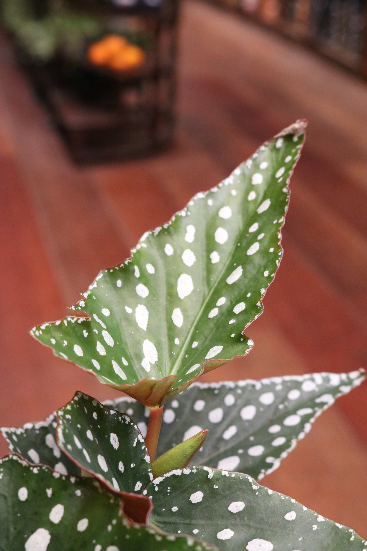 Begonia 'Spotlight Green'