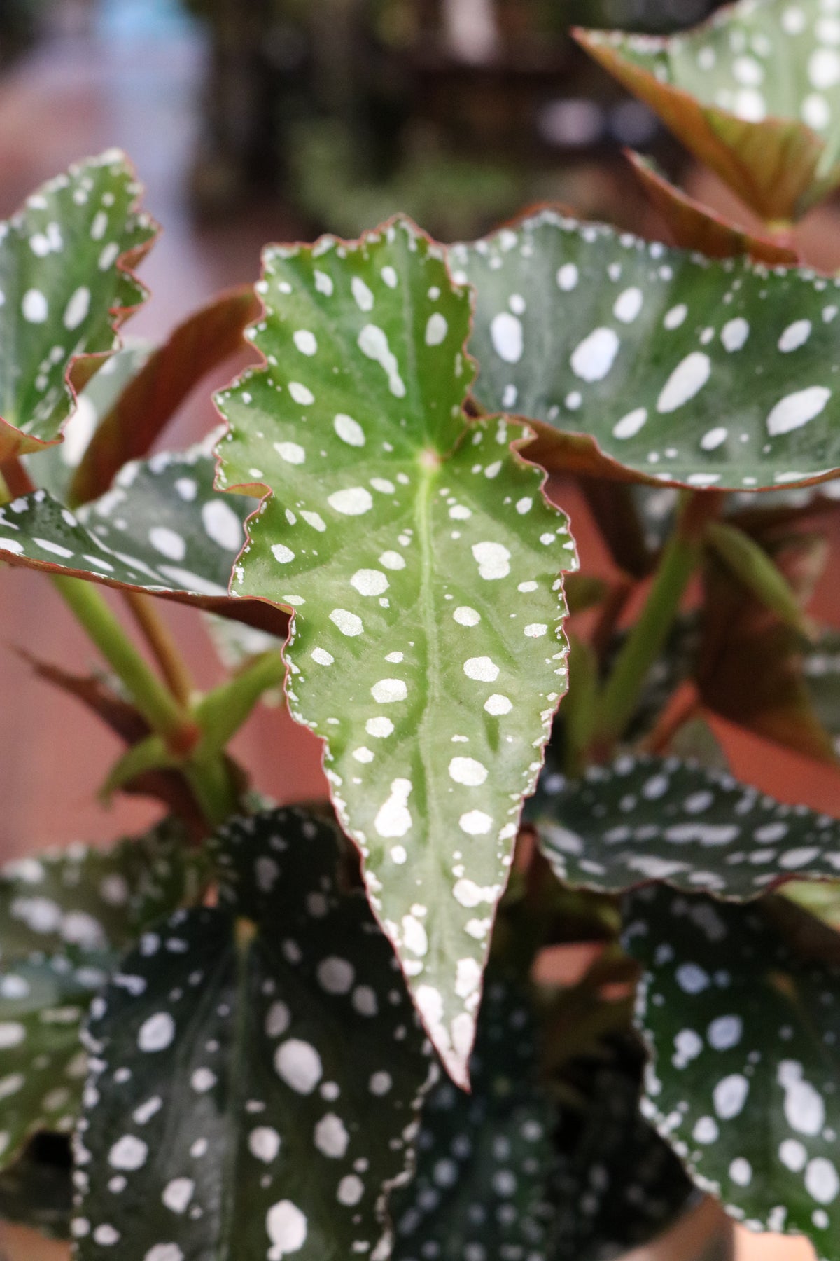 Begonia 'Spotlight Green'