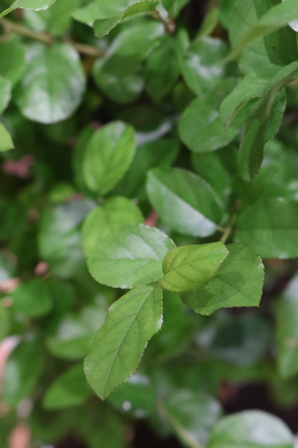 Chinese Sweet Plum Bonsai