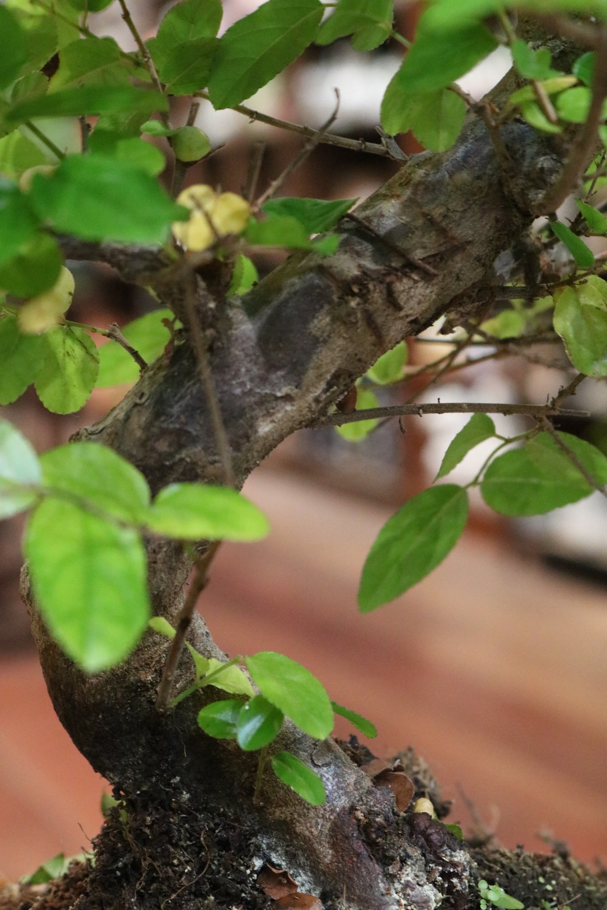 Chinese Sweet Plum Bonsai