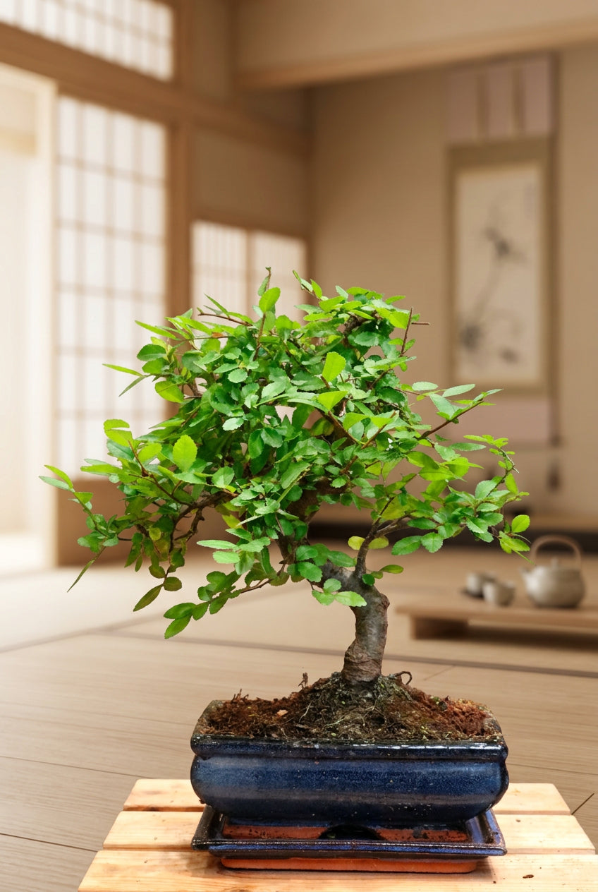 Chinese Elm Bonsai