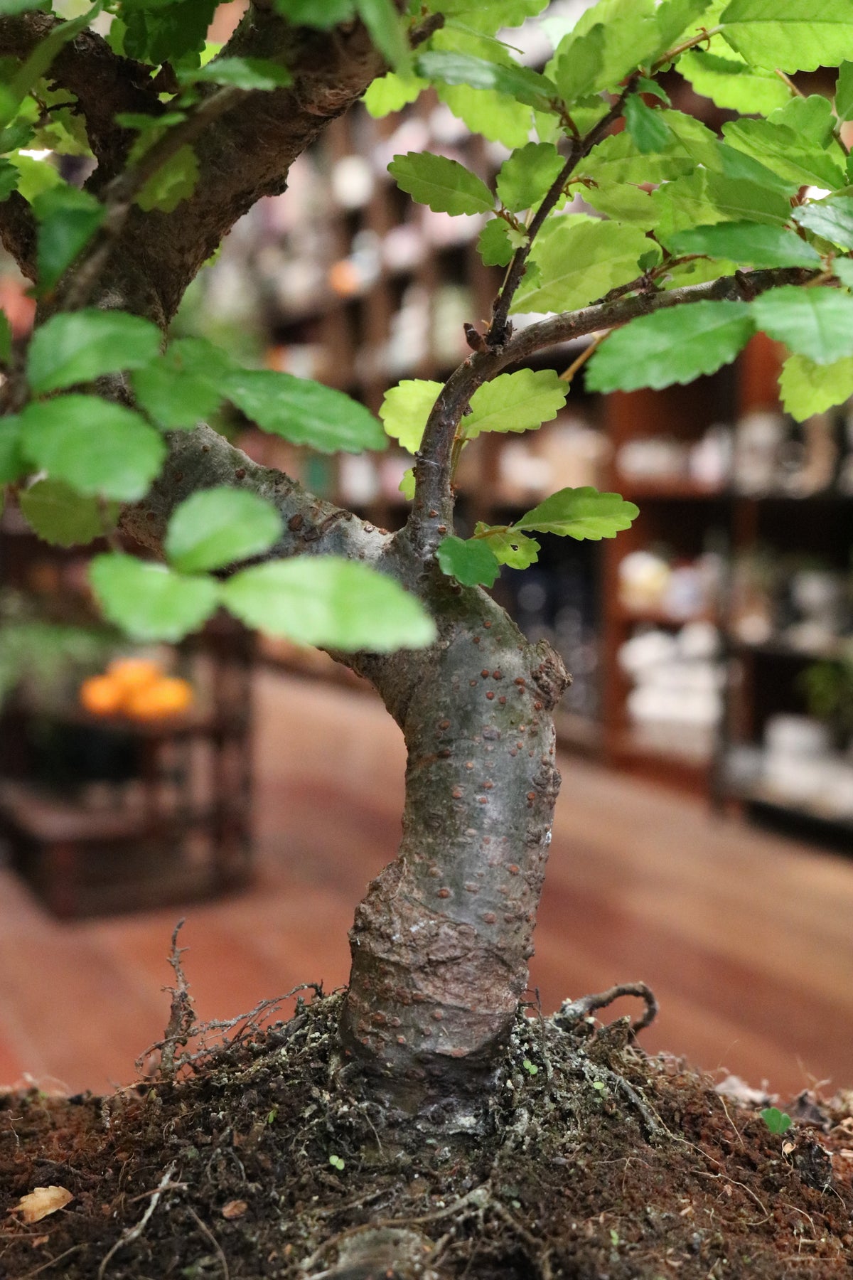 Chinese Elm Bonsai
