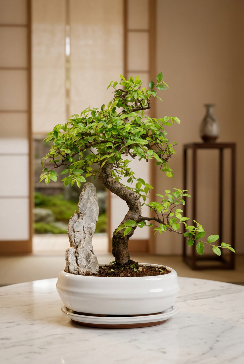 Chinese Elm Bonsai with rock (in oval pot)