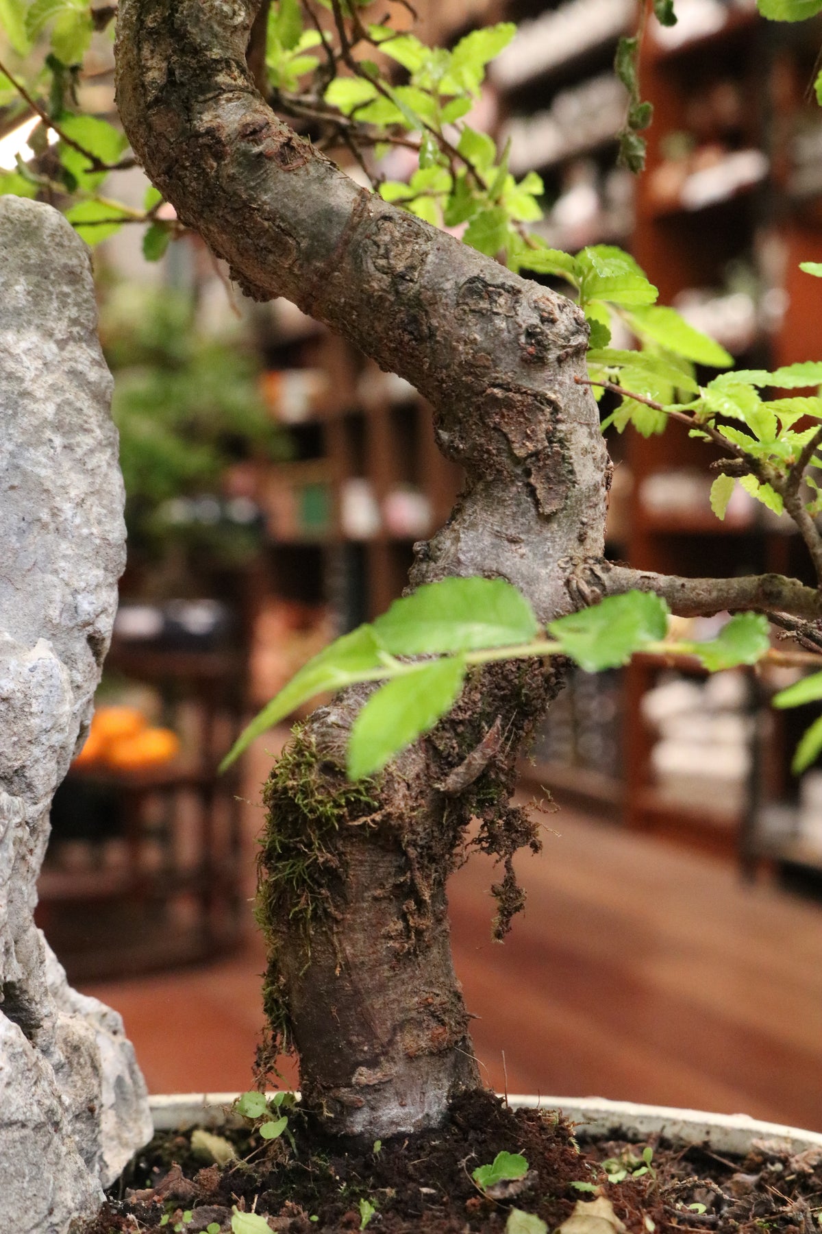 Chinese Elm Bonsai with rock (in oval pot)