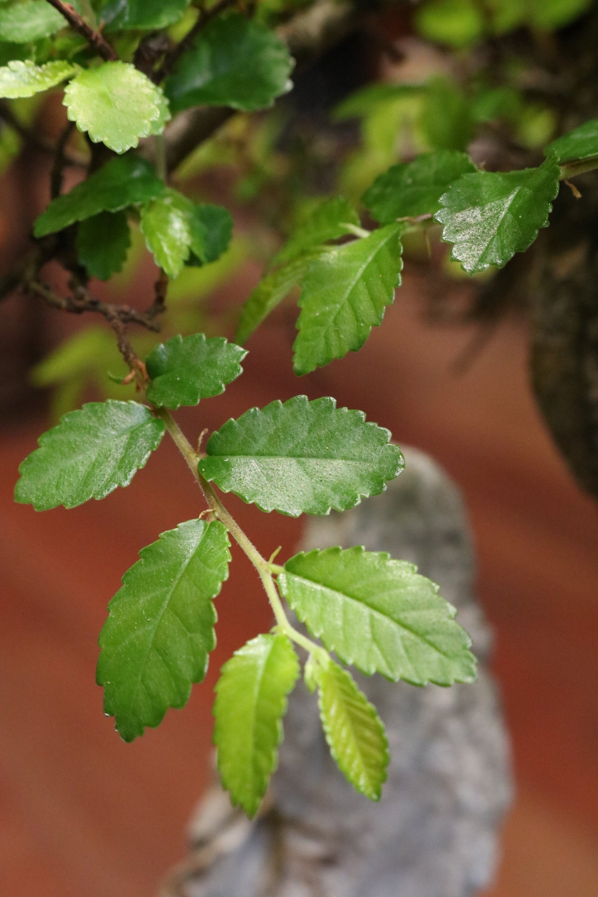 Chinese Elm Bonsai with rock (in oval pot)
