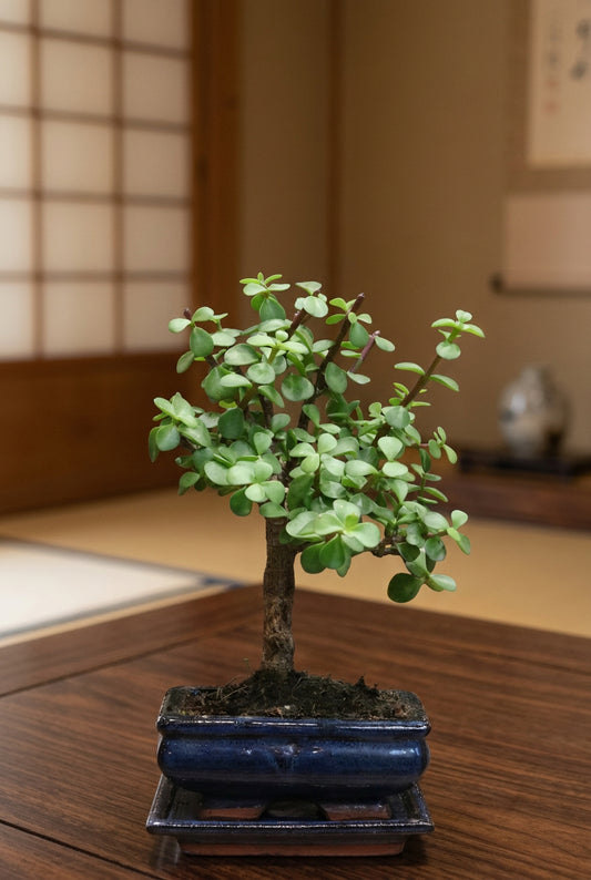 Jade Bonsai