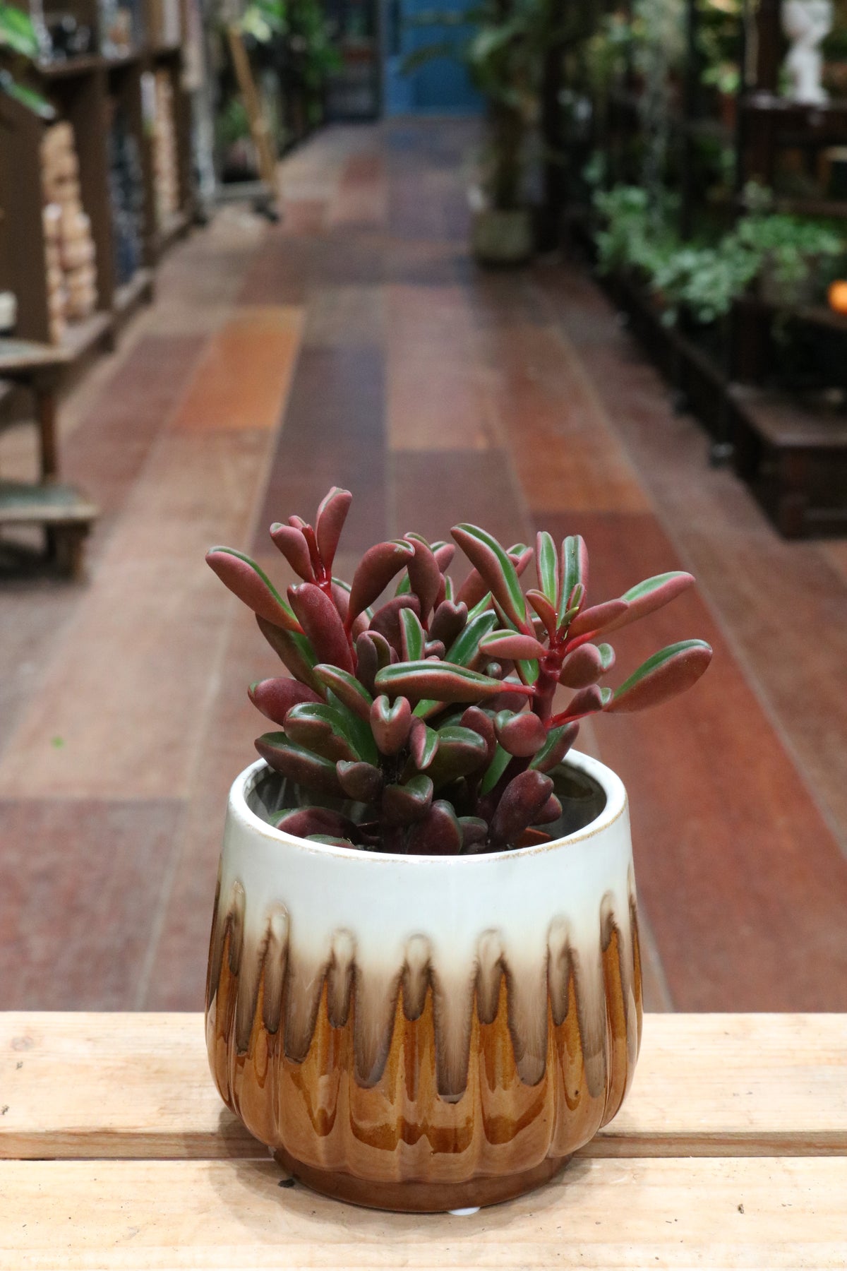 Peperomia graveolens