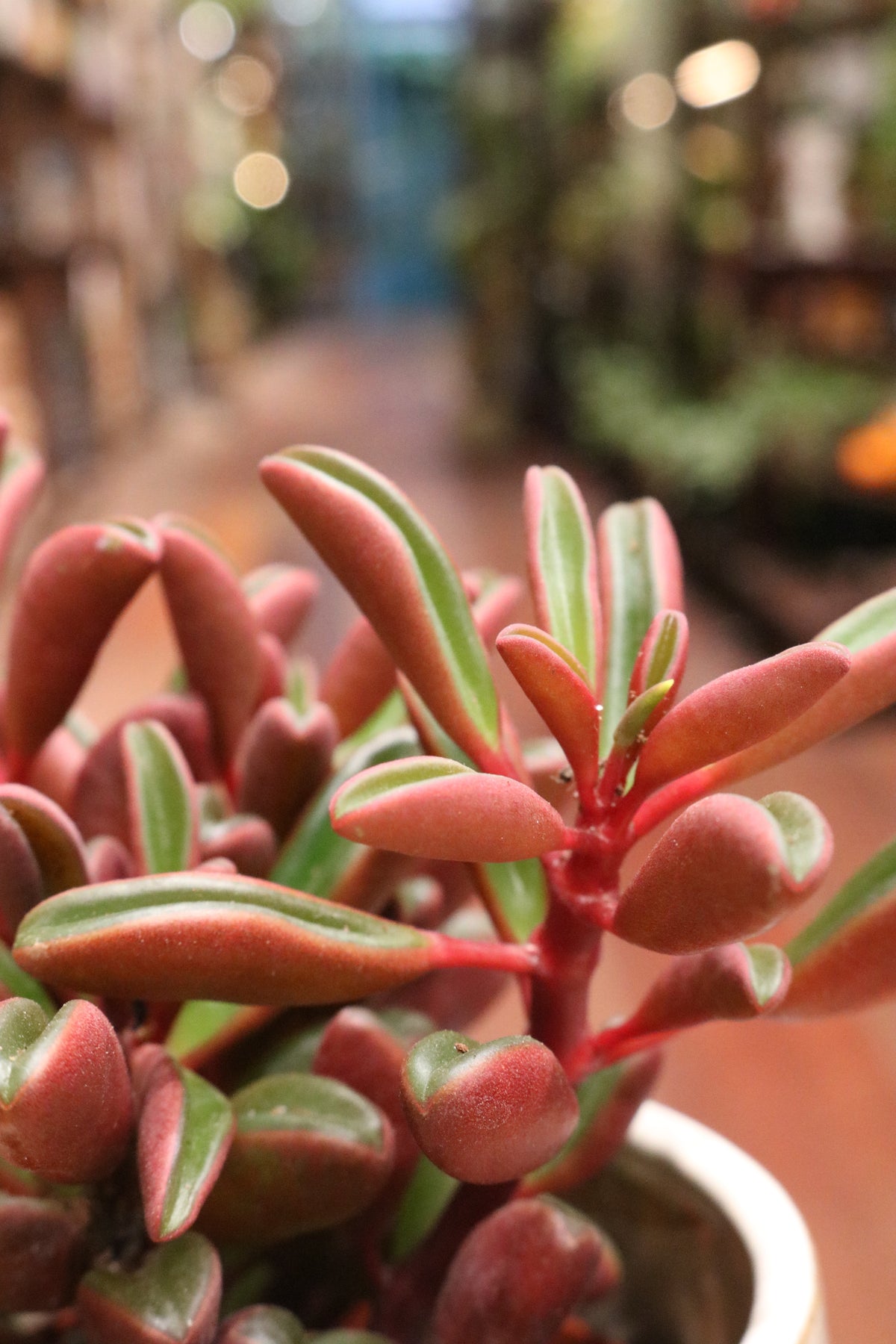 Peperomia graveolens