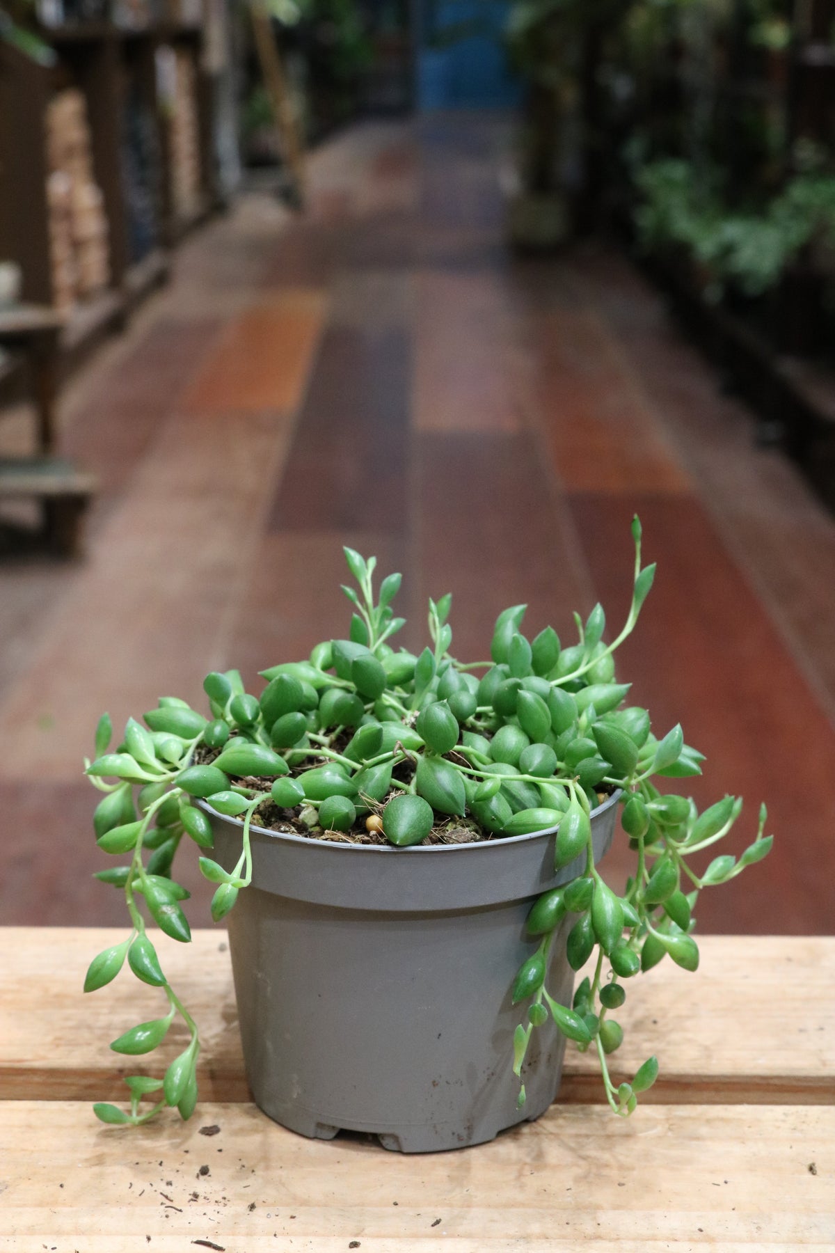 Senecio Herreianus (String of Tears)