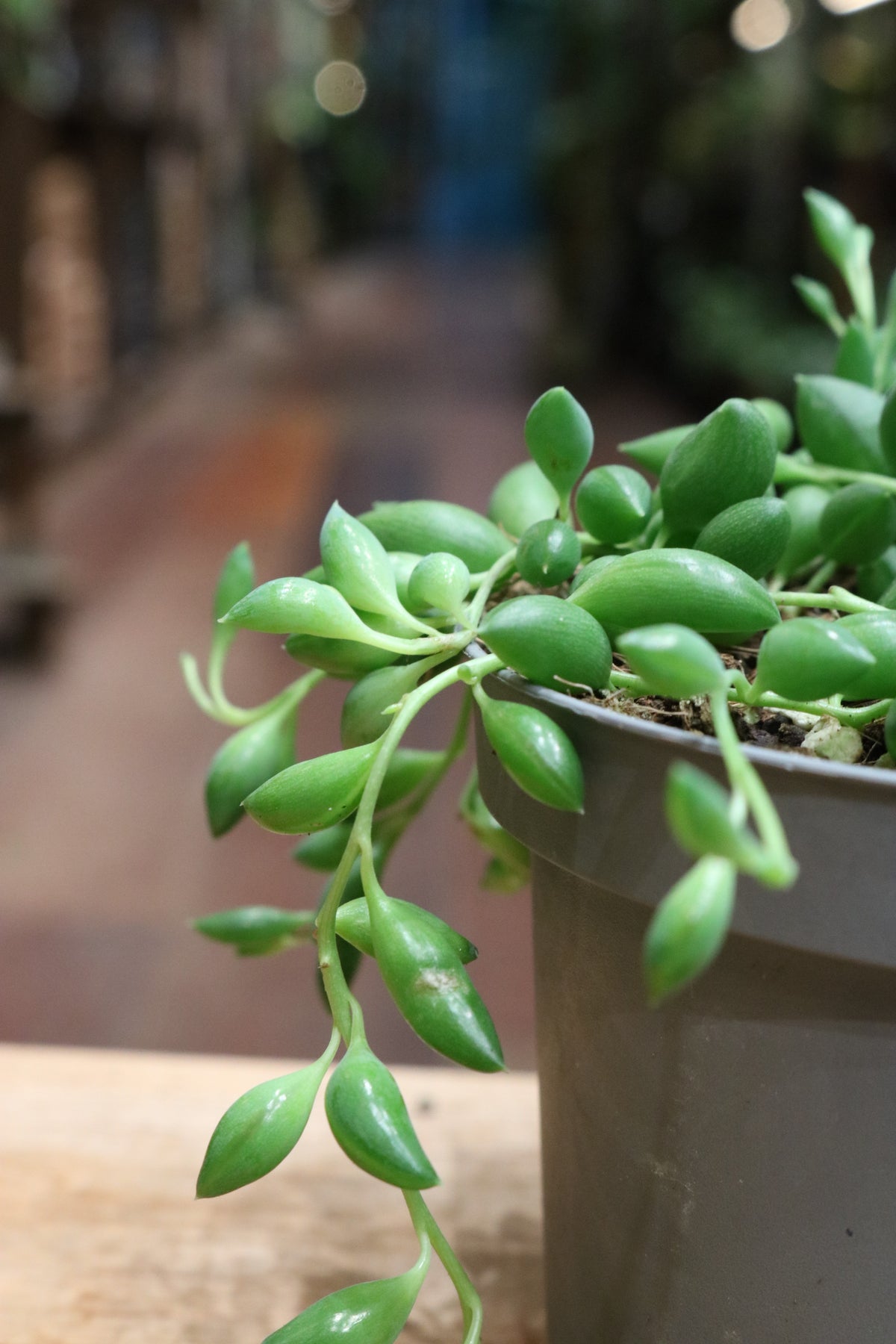 Senecio Herreianus (String of Tears)