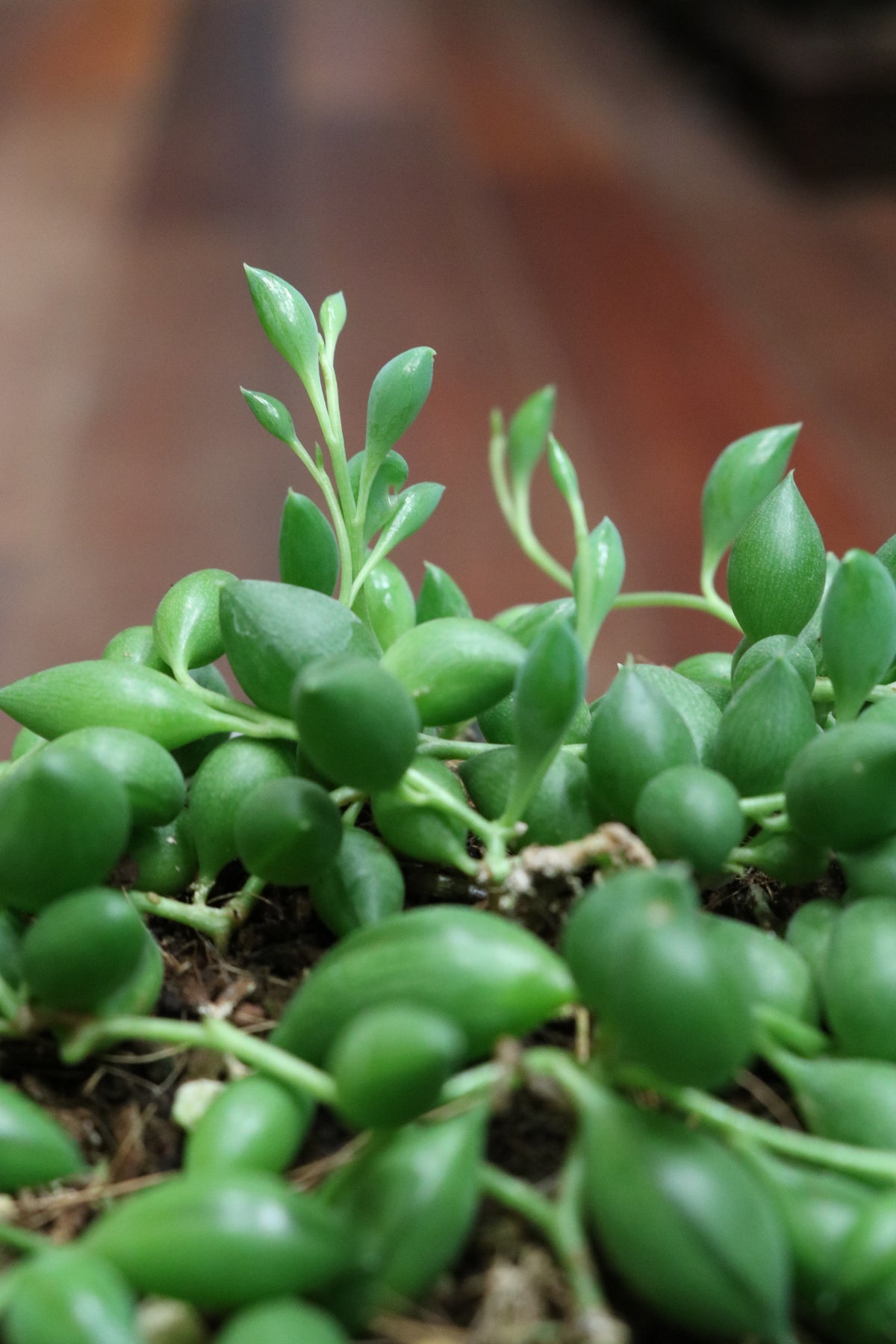 Senecio Herreianus (String of Tears)