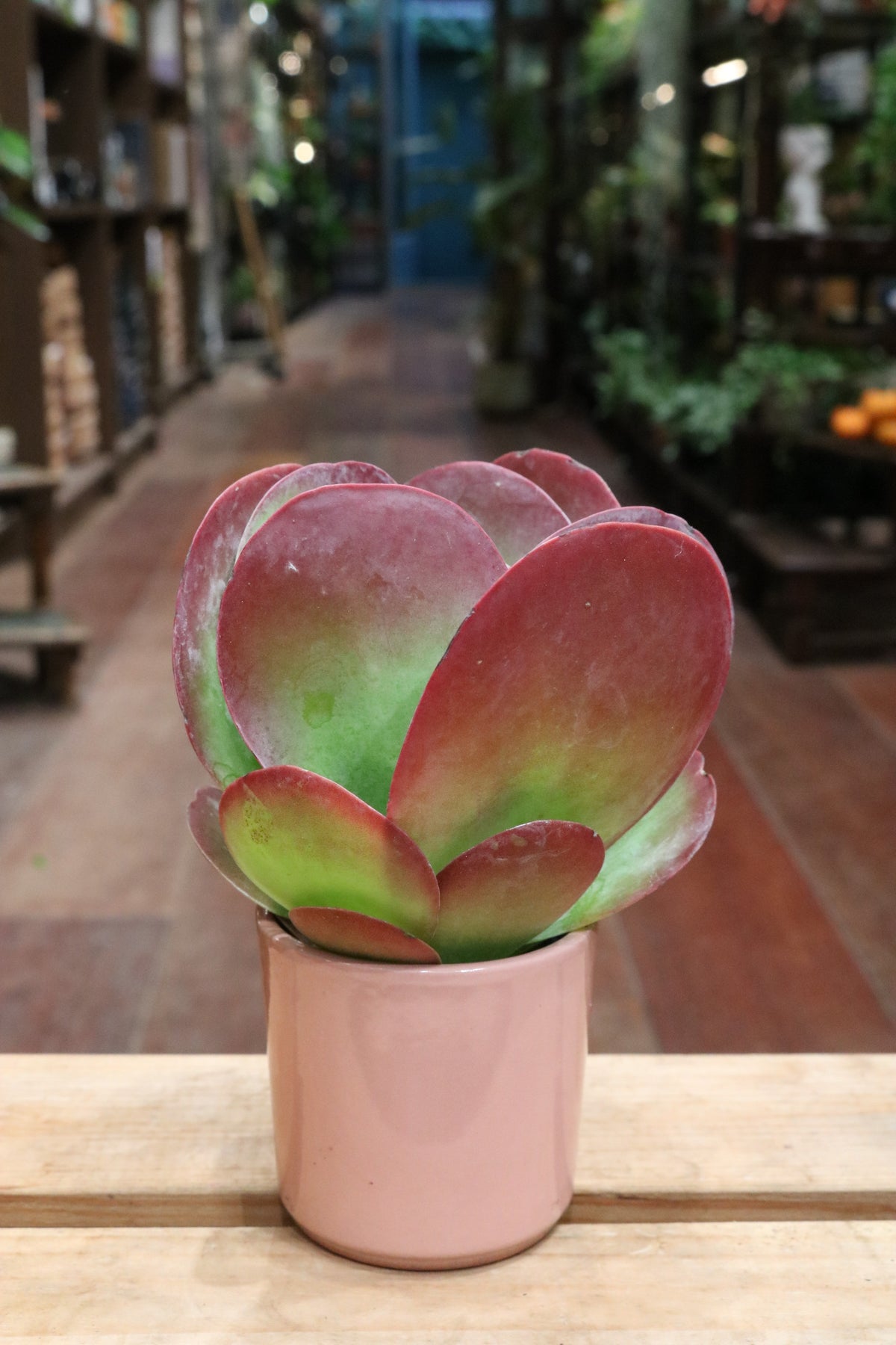 Kalanchoe Thyrsiflora (Flapjack plant)