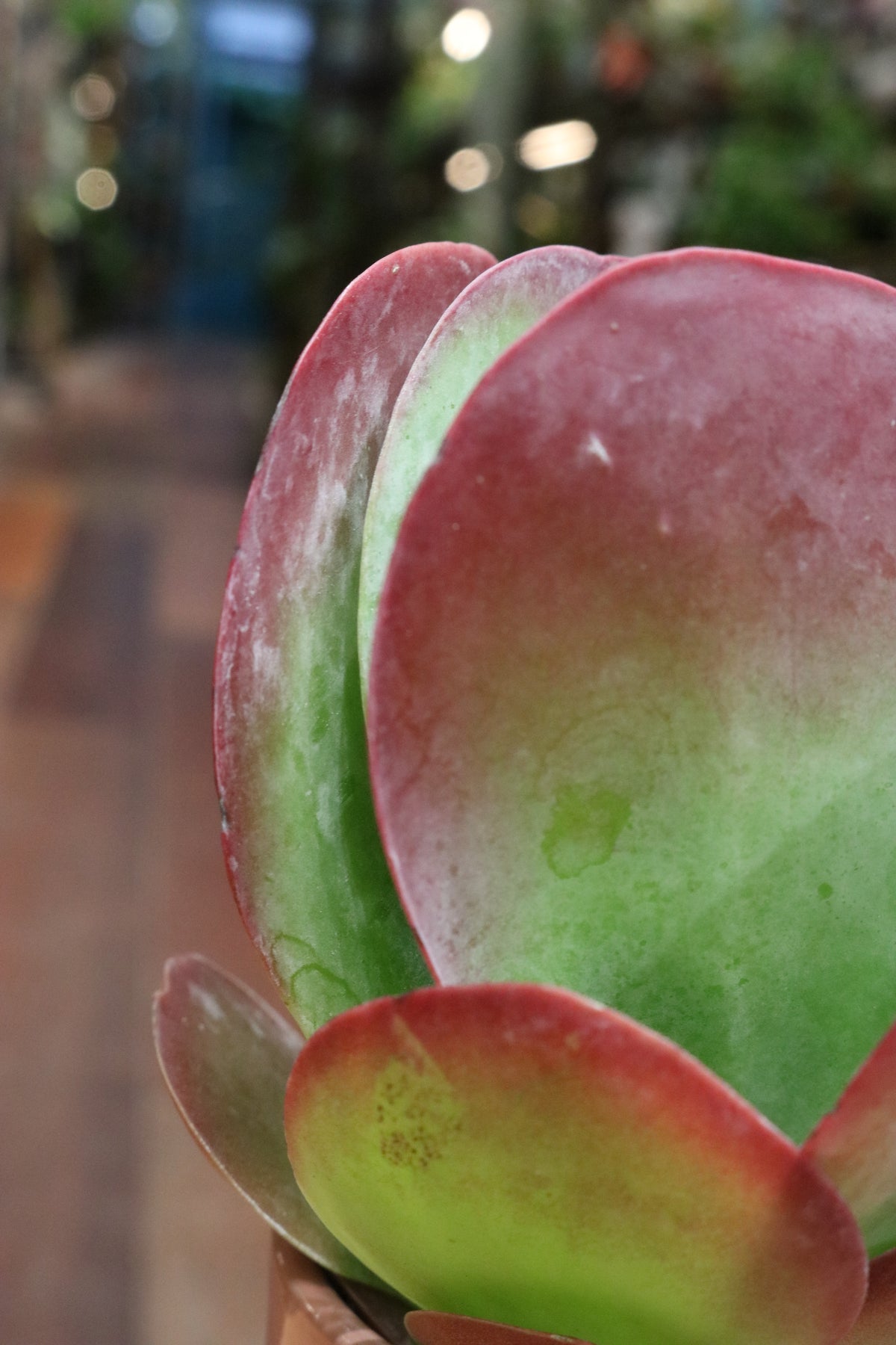 Kalanchoe Thyrsiflora (Flapjack plant)