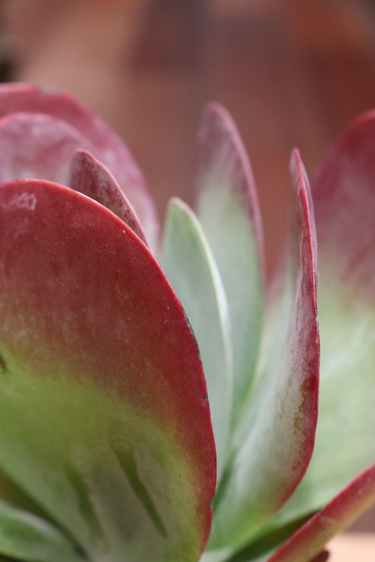 Kalanchoe Thyrsiflora (Flapjack plant)