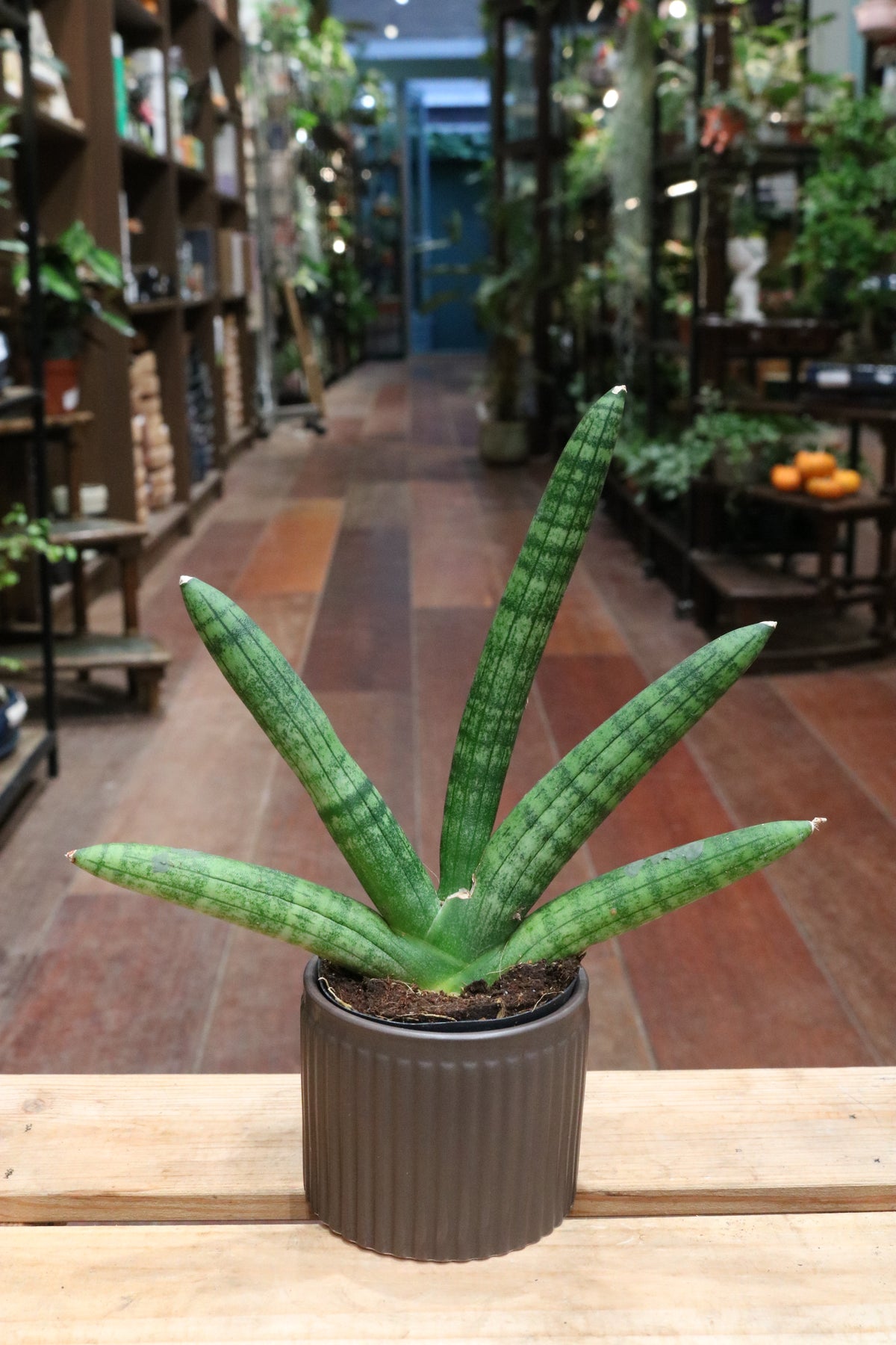 Sansevieria 'Skyline'