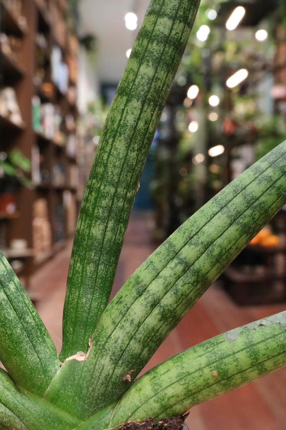 Sansevieria 'Skyline'